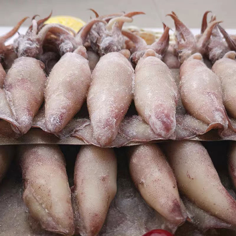 海兔满籽墨鱼仔籽乌笔管鱼鲜活海鲜水产小海兔全籽乌贼八爪鱼