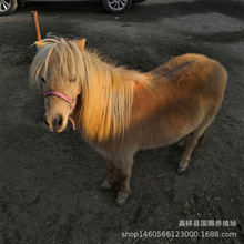 繁殖设特兰矮马价格矮脚马的小马驹儿童骑乘小矮马景区租赁马匹