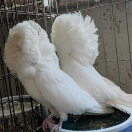 出售毛领鸽 芙蓉鸽 红彩背鸽子 球胸鸽 观赏鸽养殖场