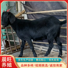湖南长沙附近有卖黑山羊活体肉羊养殖技术羊苗一只什么价格白山羊