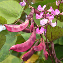 紫红色扁豆种子春夏季菜园爬藤宽扁眉豆种籽批发菜种子肉厚纤维少