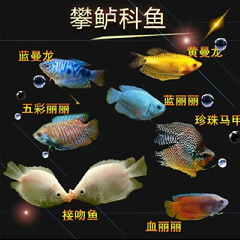 热带鱼曼龙鱼接吻鱼情侣黄蓝曼龙鱼红丽丽虎皮彩群鱼迷你鹦鹉卵生