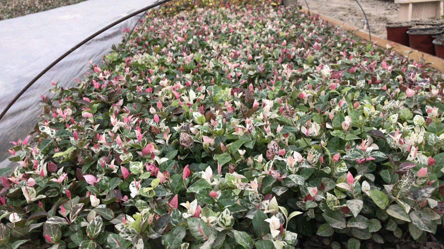 花叶络石花苗盆栽彩叶络石吊兰四季垂吊耐热耐寒植物庭院绿植花卉