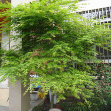 一件代发园林绿化苗庭院植物花卉日本红枫苗小叶鸡爪槭苗鸡爪枫苗