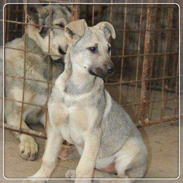 狼青犬