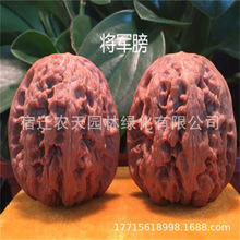将军膀盆栽地栽文玩麻核桃树苗 蛤蟆头四座楼 当年结果南北方种植