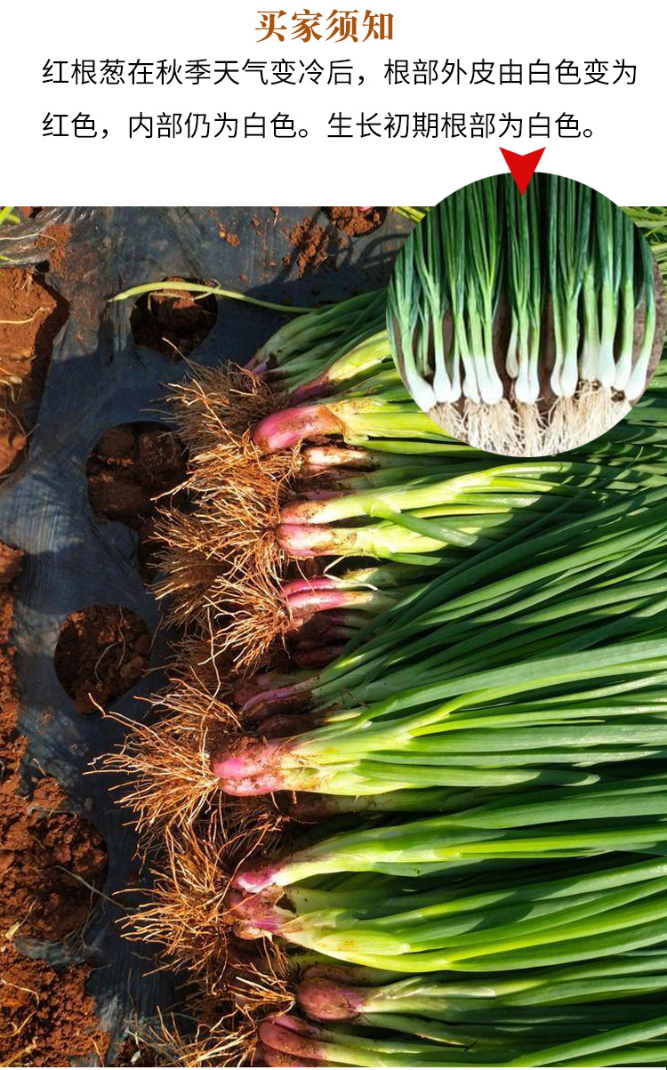 四季小葱种籽红根香葱种子夏秋季阳台菜籽籽种葱籽蔬菜盆栽孑包邮