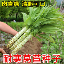 莴笋种子四季蔬菜种籽阳台种菜青笋菜苗莴苣四季秧苗蔬菜籽