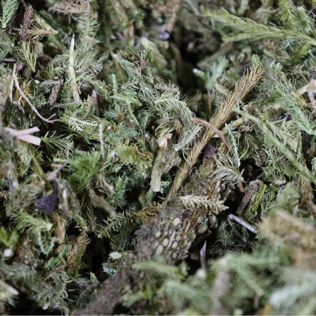 伸筋草 统货 产地四川 500g 中药材批发 规格齐全-阿里巴巴