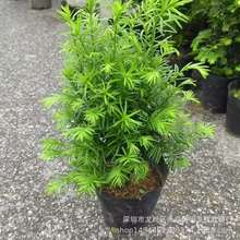 正宗南方红豆杉树苗带果曼地亚办公室内外盆景盆栽庭院绿植物批发