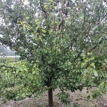 杏树苗基地 荷兰香蜜杏珍珠油杏 带土球5公分金太阳杏树