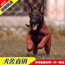 出售纯种马犬幼犬活体护卫犬马犬批发价格比利时科目马犬警犬宠物