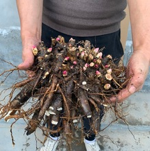 芍药花苗四季开花易活芍药种根块庭院盆栽花草好养花卉植物室内花