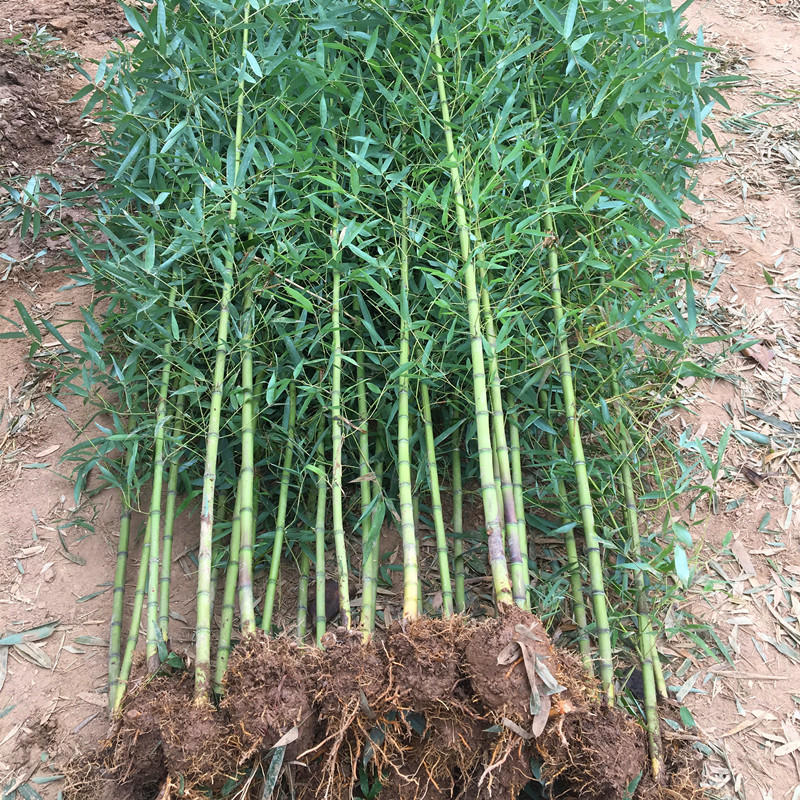 竹子苗青竹苗庭院植物紫竹金镶玉罗汉竹北方耐寒四季常青大型地栽