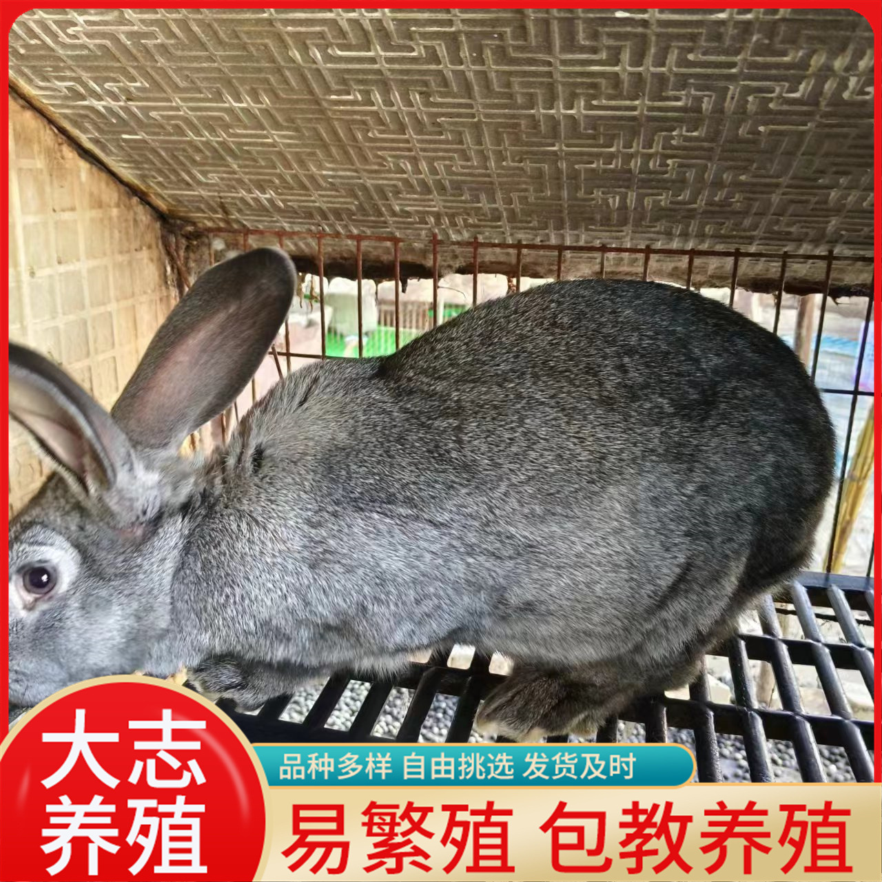 专注养兔育苗多年比利时肉兔如何选种巨型比利时成年孕兔公兔活物