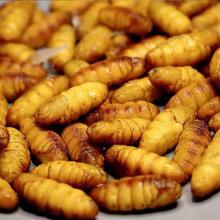 新鲜金丝蚕蛹5斤不加盐鲜活冷冻农家桑蚕蛹山东特产黄金蛹_阿里巴巴找
