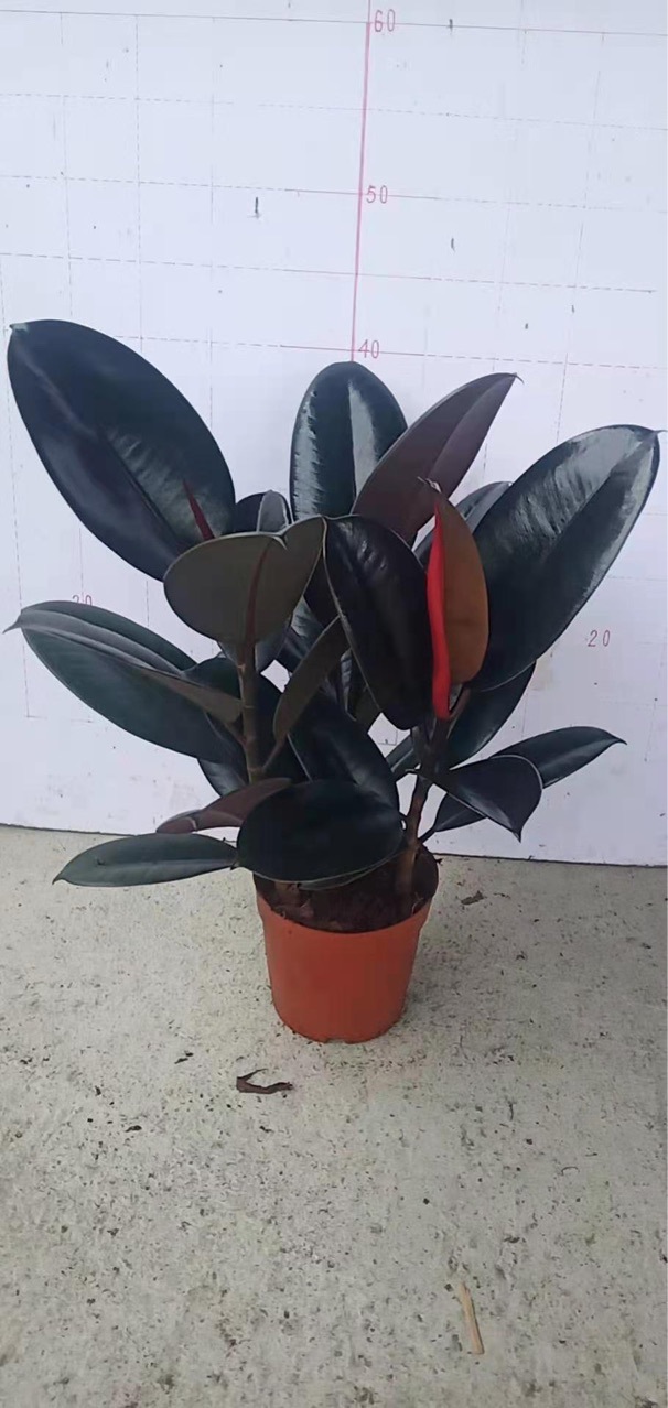 基地批发网红橡皮树造型黑金刚花金刚耐寒好养客厅办公室庭院摆放