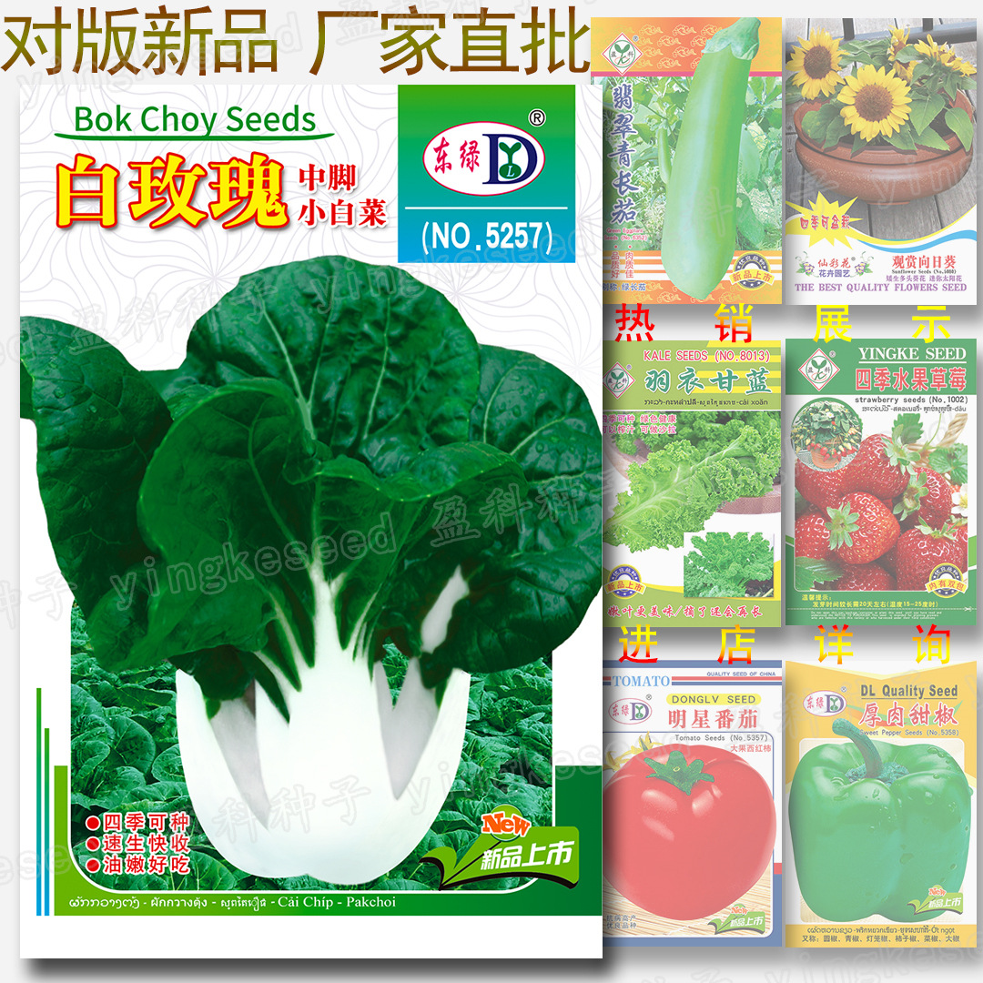 白玫瑰种子 约2000粒中脚小白菜籽 耐热耐湿四季速生蔬菜种子批发