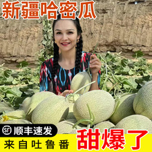 新疆哈密瓜吐鲁番现摘西州蜜甜瓜新鲜水果顺丰包邮产地一件代发