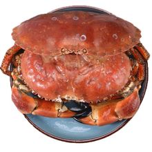面包蟹英国大面包螃蟹鲜活冷冻梭子蟹海蟹海鲜水产熟冻黄金珍宝
