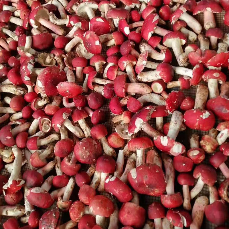 红菇500g干货深山野林干香菇月子菇煲汤红蘑菇新鲜红菌批发价250g