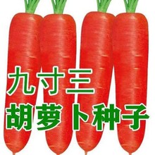 九寸胡萝卜种子非转基因品种四季春季秋季四季水果甜脆萝卜籽菜籽