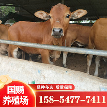 改良小黄牛肉牛犊养殖出售改良鲁西黄牛黄牛活牛