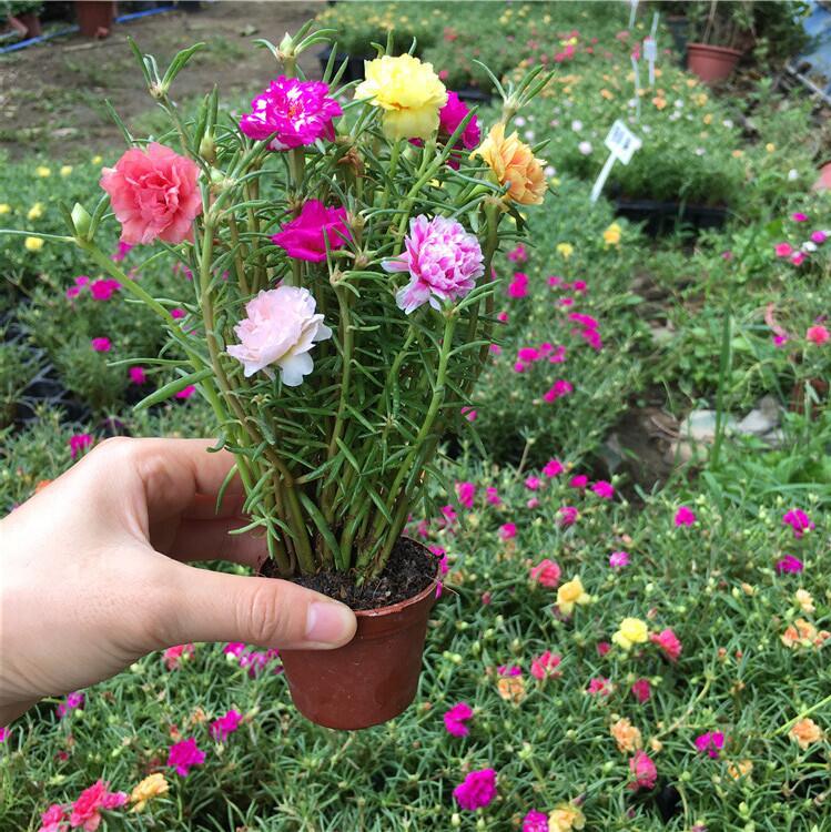 太阳花盆栽苗重瓣混色四季开花耐晒耐热植物室外阳台庭院带根花苞