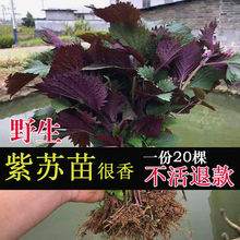 紫苏盆栽20棵苗带土发货现摘现发农家野生幼苗可阳台可食用独立站