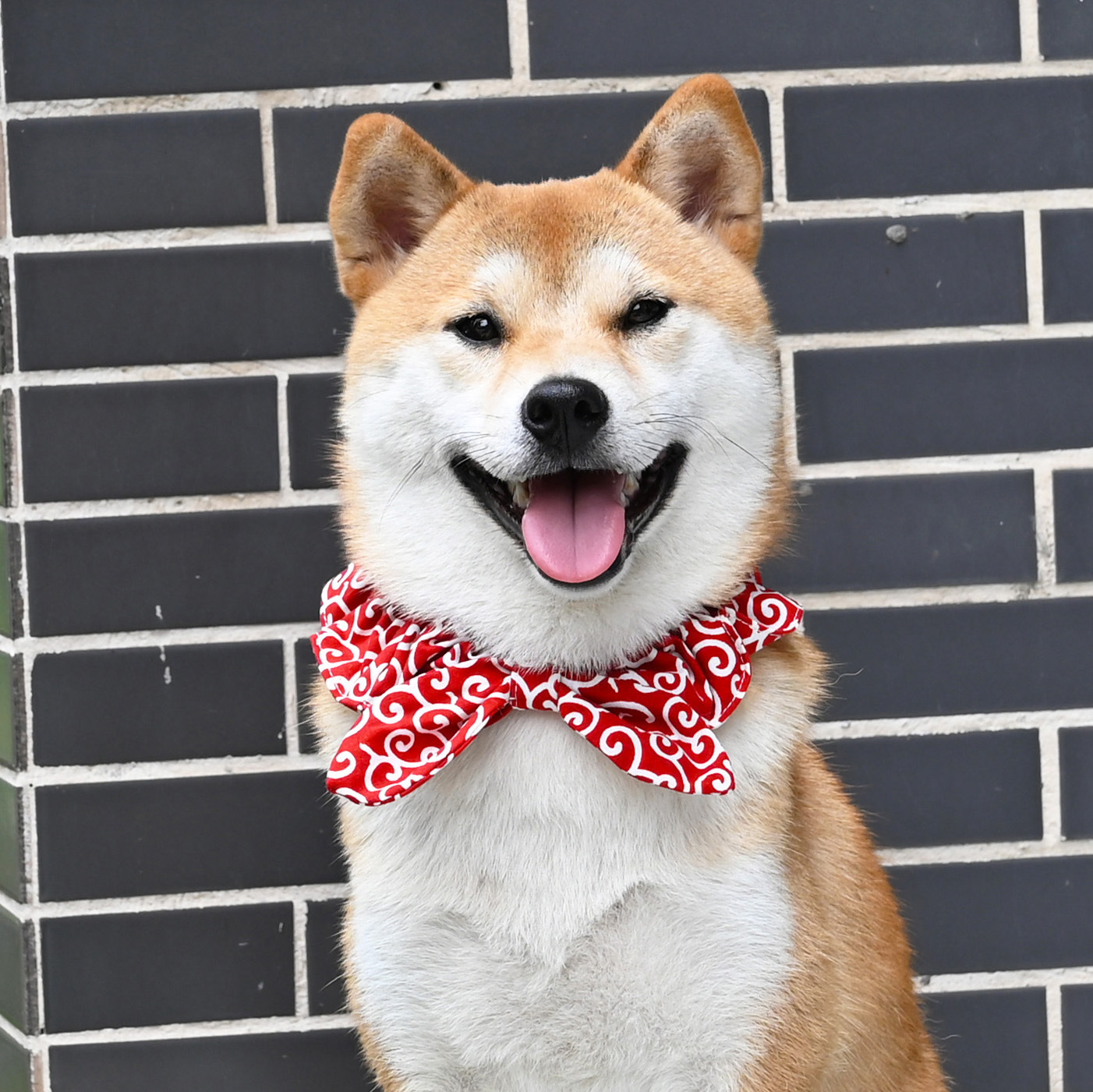 柴犬围巾日式 和风唐草纹宠物狗狗猫咪蝴蝶结领结围脖项圈配饰品