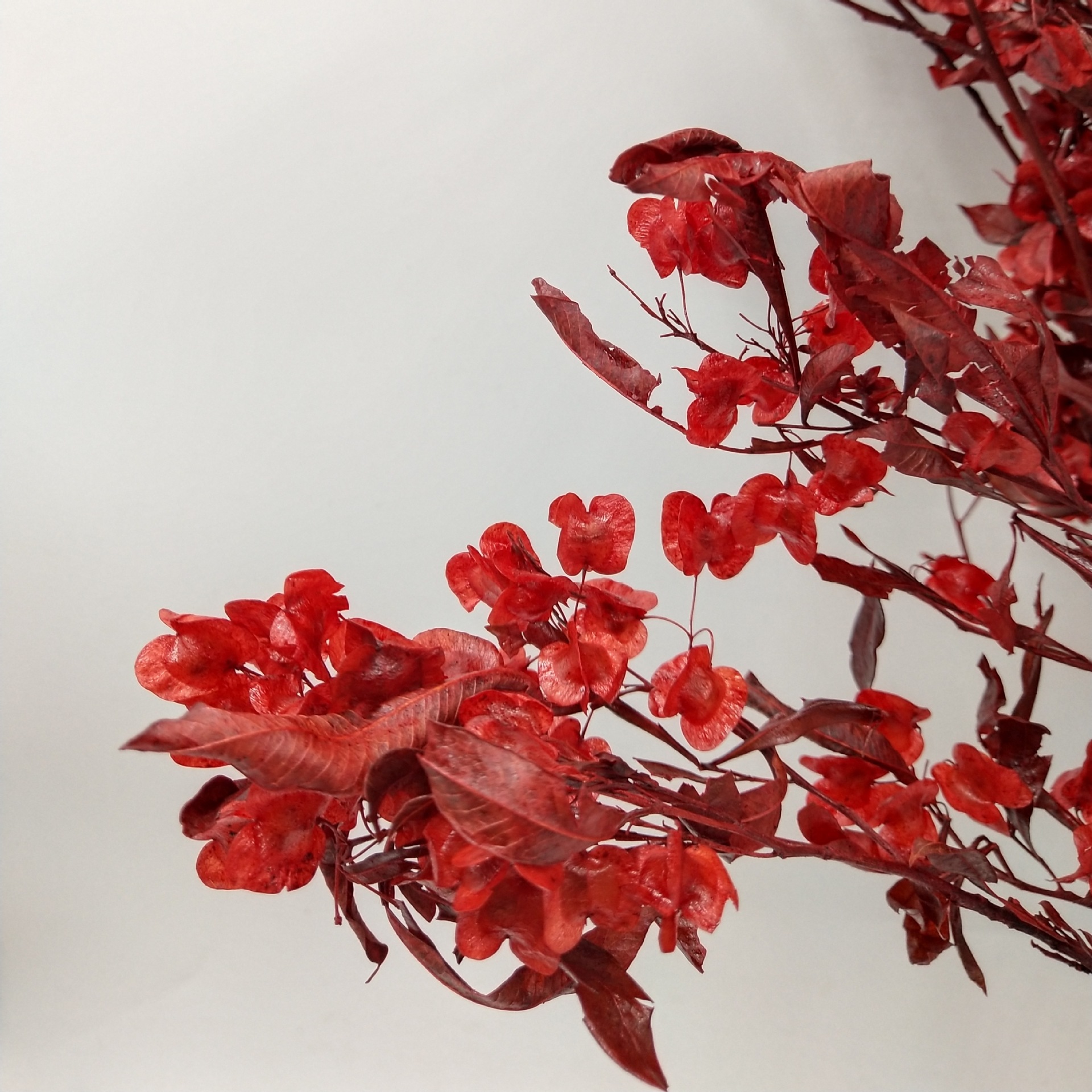 【红色迎客豆】永生蝴蝶花新年花材元宵花喜庆客厅装饰道具云南