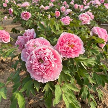 鲁粉家庭种植牡丹小苗菏泽牡丹基地批发优质牡丹花苗洛阳牡丹花苗