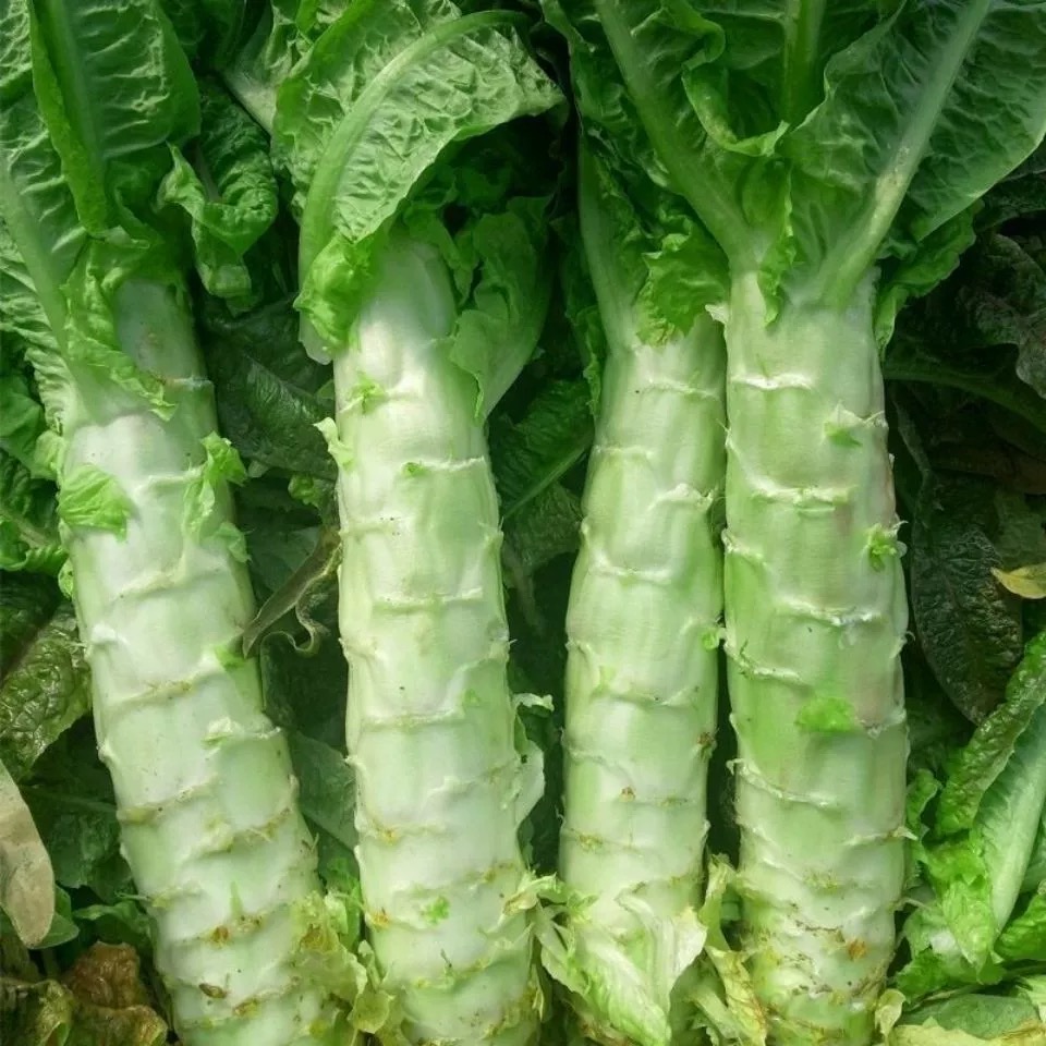 河南新鲜红叶莴笋现砍农家脆嫩莴苣时令蔬菜3斤5斤-阿里巴巴