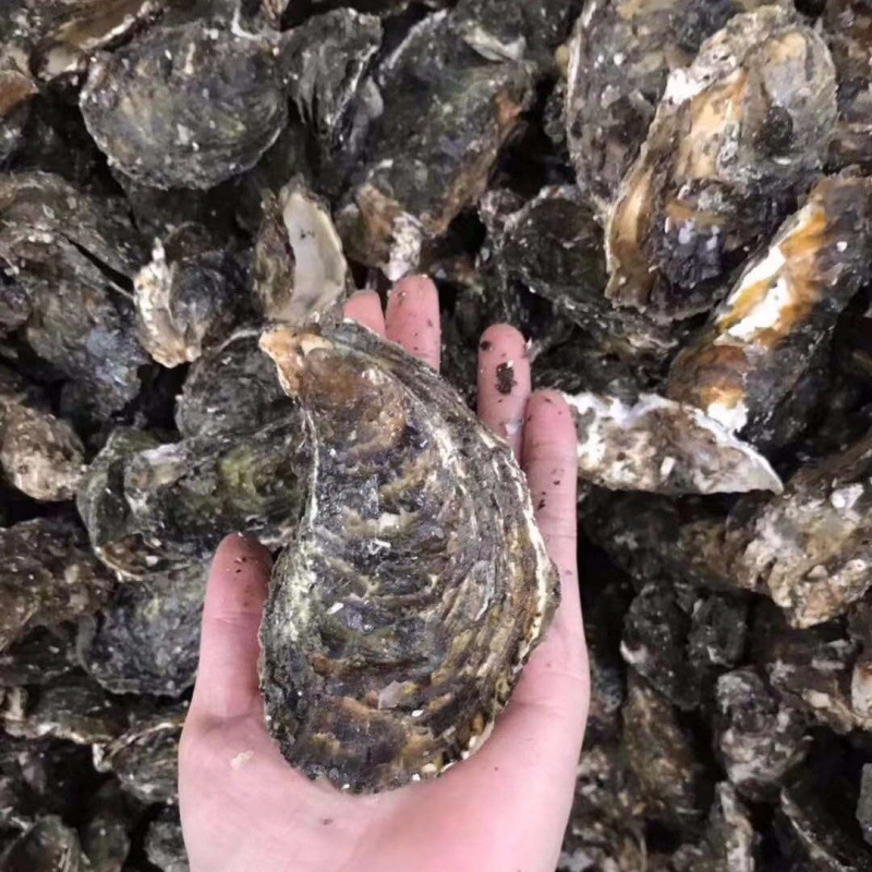 广东生蚝鲜活牡蛎海蛎子生蚝带壳贝类海鲜生蚝批发亚马逊一件批发