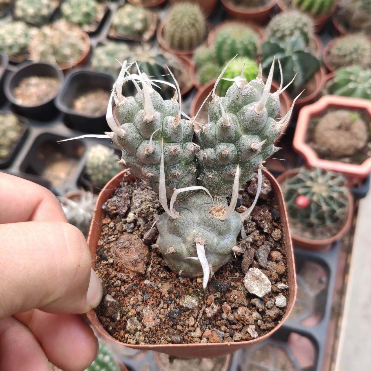 纸刺武藏野仙人球开花团扇双层稀有品种美观趣味人在可爱小盆栽