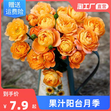 一件代发果汁阳台月季花苗带花苞盆栽四季开花玫瑰特大花庭院阳台