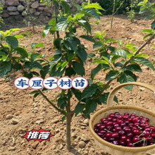 正宗车厘子树苗大樱桃树苗果树果苗嫁接矮化盆栽水果树南方北种植
