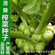 正宗涪陵榨菜种子特大榨菜种籽芥菜疙瘩耐寒耐抽薹高产蔬菜种子孑