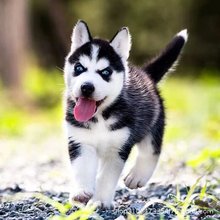 纯种哈士奇幼犬活体出售小狗活狗幼犬活物雪橇犬二哈幼崽狗狗宠物