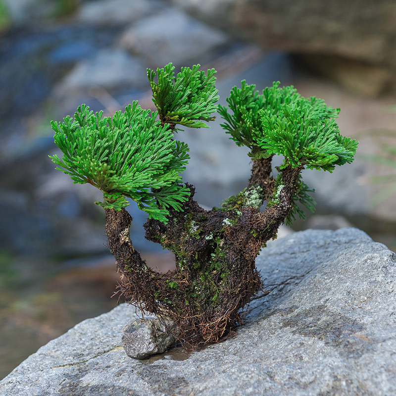 卷柏草九死还魂草