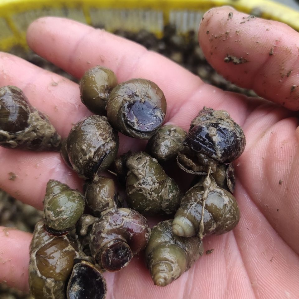 野生清水田螺鲜活包活石螺泥螺肉螺蛳现捞现发1件包邮