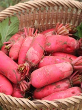 四川农家自种新鲜红皮萝卜现挖时令蔬菜胭脂水萝卜泡菜包邮