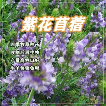 甜高粱菊苣多年生黑麦草种籽苜蓿冬牧70鸡鸭鹅牛羊兔鱼牧草种子