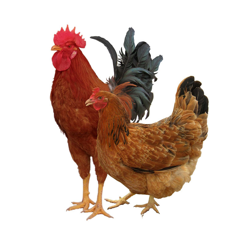 装饰画 美图贴纸动物家禽图片 大公鸡海报母鸡壁画壁纸防水自贴