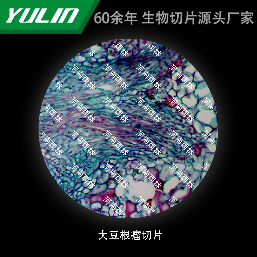 大豆根瘤高校医学院校用组织病理石蜡玻片标本显微镜-阿里巴巴