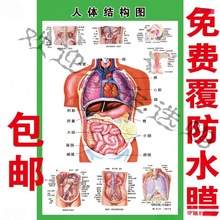 人体内脏解剖系统示意图医学宣传挂图人体器官心脏结构图医院海报