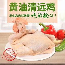 清远鸡热卖大促温氏高品质散养土鸡母鸡花胶白切盐焗鸡一件批发