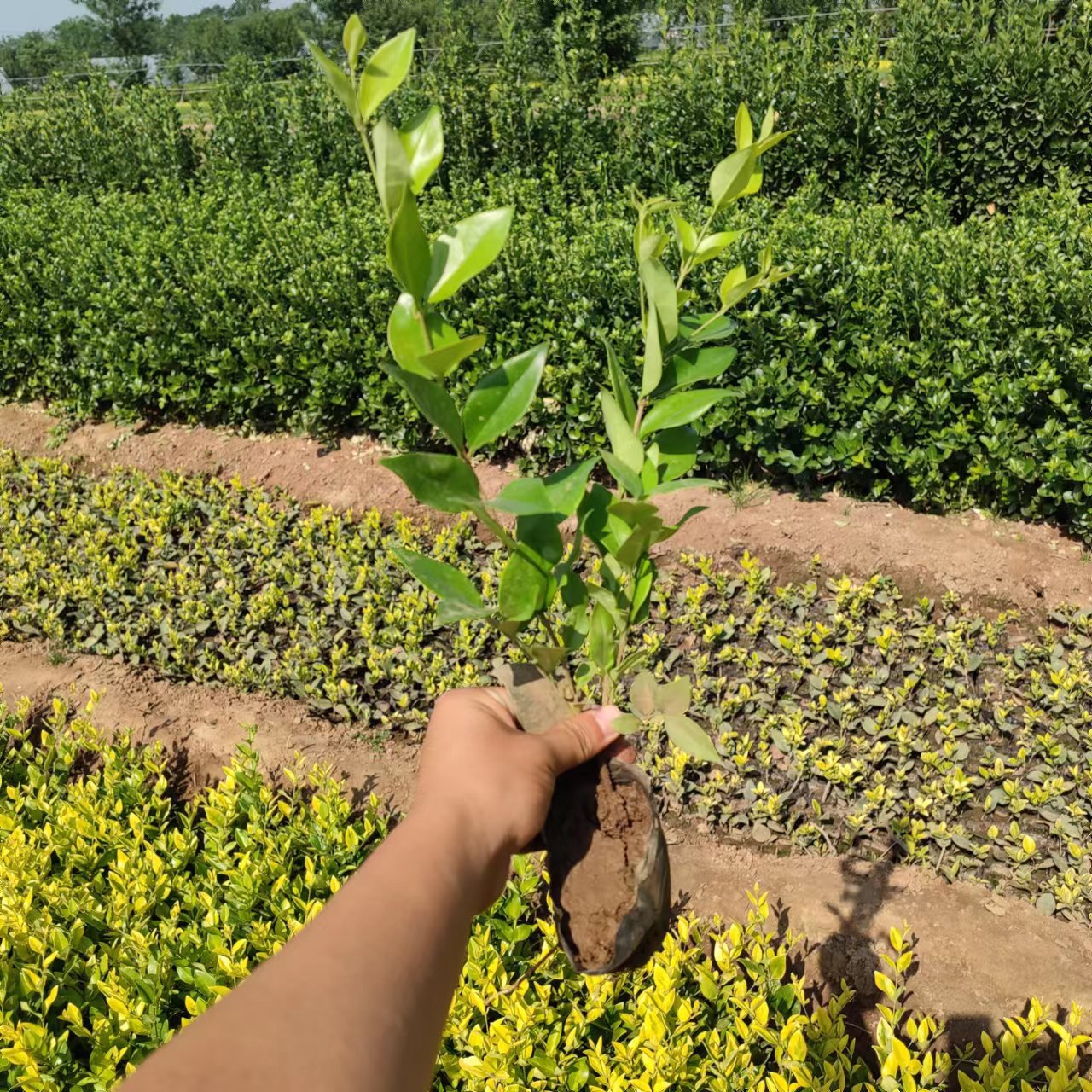金叶女贞小杯苗盆栽 金黄色苗木园林常青植物 室内绿植鲜花批发