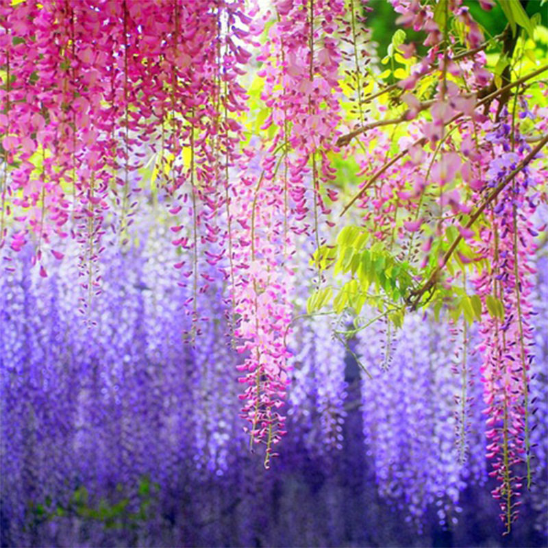 一件代发紫藤种子重瓣室内外盆栽开花卉庭院四季种植爬藤攀爬植物