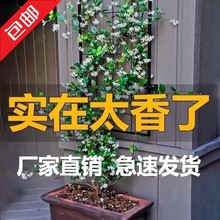 包邮爬藤植物银丝茉莉风车茉莉浓香花卉庭院阳台花卉四季常青飘香